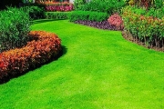 Các loại Cỏ Cảnh phổ biến và cách trồng cỏ sân vườn đẹp
