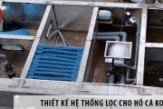 Cách Bố Trí Lọc Hồ Cá Koi: Bí Quyết Tạo Nên Hồ Cá Đẹp, Sạch, Chuẩn Phong Thủy