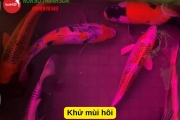 Ngâm Thuốc Tím Cho Cá Koi Bao Lâu? Hướng Dẫn Chi Tiết Cho Người Nuôi Cá
