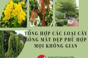 Tổng hợp các loại cây bóng mát đẹp phù hợp mọi không gian