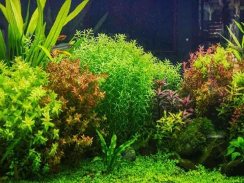 #10 loại cây thủy sinh dễ trồng, dễ chăm sóc cho người mới chơi