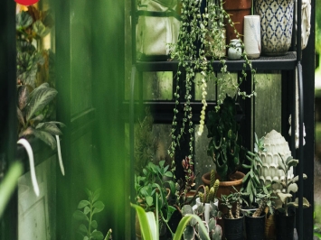 33+ mẫu trang trí cây cảnh ngoài sân đẹp, độc đáo, phổ biến