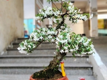 Bán Cây Mai Chấn Thủy – Lựa Chọn Hoàn Hảo Cho Không Gian Sống Xanh