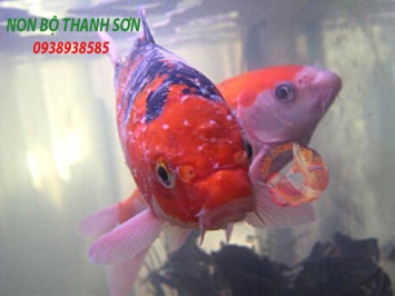Cá Koi Không Lên Mặt Nước: Nguyên Nhân và Cách Khắc Phục