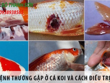 Cá koi thường bị bệnh gì?