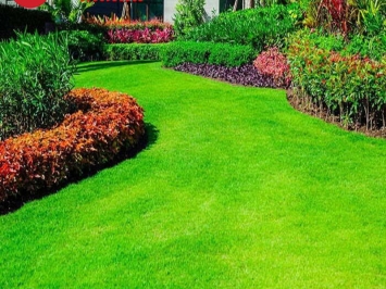 Các loại Cỏ Cảnh phổ biến và cách trồng cỏ sân vườn đẹp