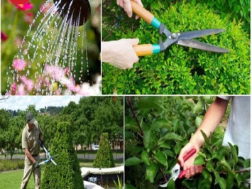 Hướng dẫn cách chăm sóc cây cảnh luôn xanh tươi