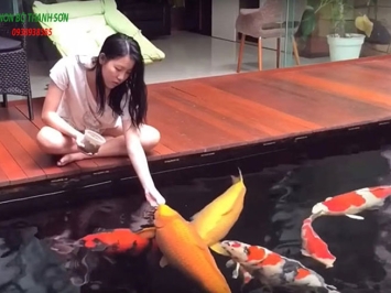 Làm Sao Để Cá Koi Hết Nhát: Bí Quyết Từ Chuyên Gia