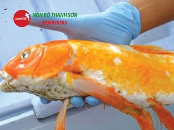 Tại sao cá bị nấm trắng? Nguyên nhân, cách phòng ngừa và điều trị hiệu quả