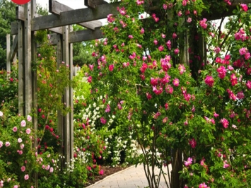 TOP 10+ các loại hoa dễ trồng sống lâu trang trí cho sân vườn