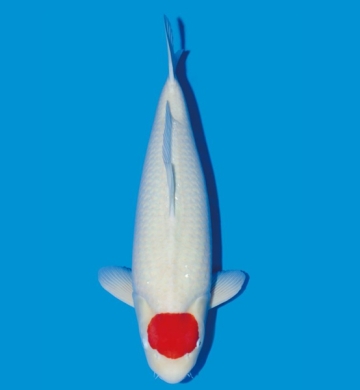 [Dainichi] Kohaku size 17-22cm (kiện 30pcs)
