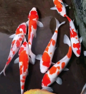 [Marudo] Gosanke size 22-26cm (kiện 30pcs)