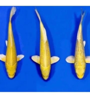 [Marudo] Yamabuki size 12-15cm (kiện 120pcs)