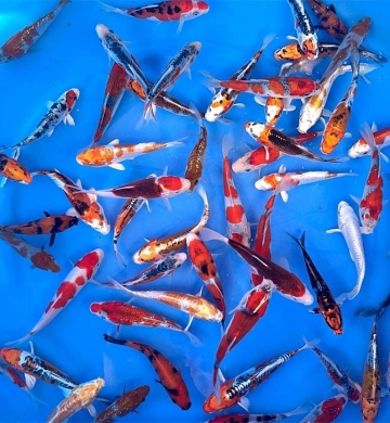 [Marusei] Red Karashi size 14-16cm (kiện 40pcs)