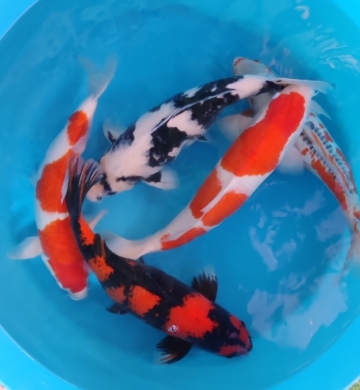 [Omosako] Shiro size 11-15cm (kiện 50pcs)