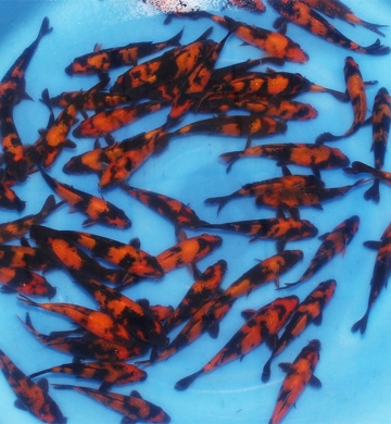 [Shinoda] Hi Utsuri size 12-14cm (kiện 40pcs)