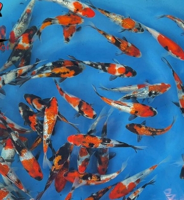 [Suzusei] Showa Ginrin size 12-15cm (kiện 40pcs)