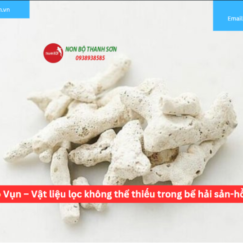 San Hô Vụn – Vật liệu lọc không thể thiếu trong bể hải sản-hồ cá koi