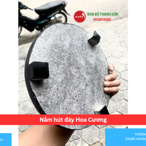 Nấm hút đáy Hoa Cương