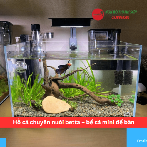 Hồ cá chuyên nuôi betta – bể cá mini để bàn