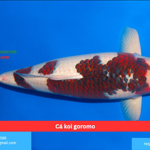 Cá koi goromo