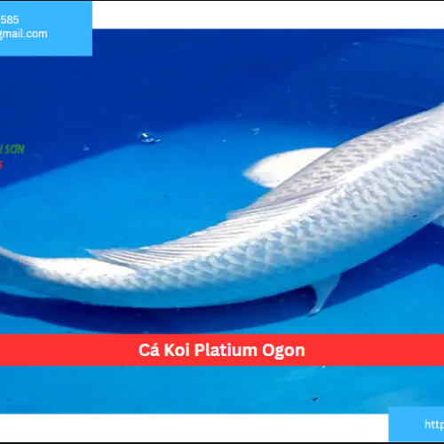 Cá Koi Platium Ogon