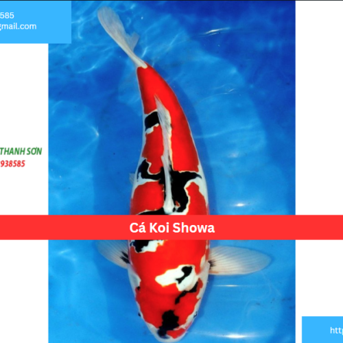 Cá Koi Showa