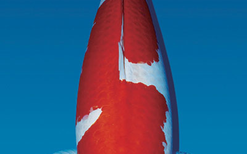 [Dainichi] Kohaku size 24-28cm (kiện 20pcs)