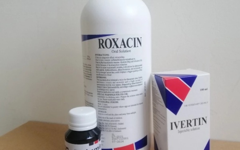 Giải pháp giúp thả cá Koi vào hồ mới khoẻ mạnh, không bị tụ đàn, nằm đáy, đỏ mình