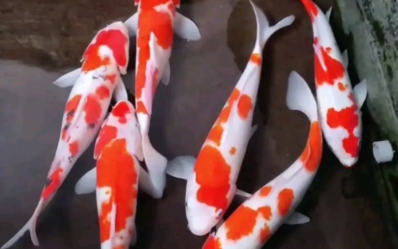 [Marudo] Gosanke size 22-26cm (kiện 30pcs)