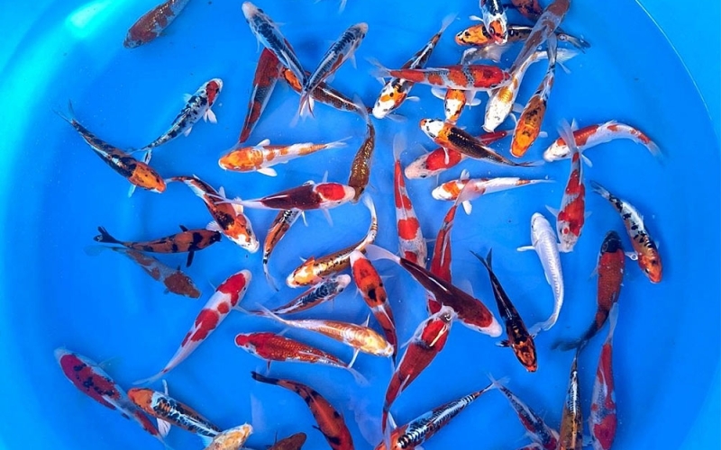 [Marusei] Red Karashi size 14-16cm (kiện 40pcs)