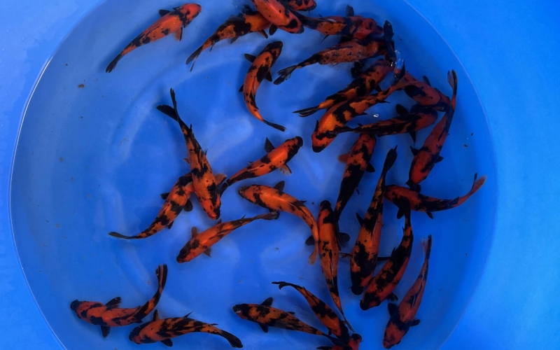 [Marushin] Hi Utsuri size 18-22cm 30pcs (kiện 1)