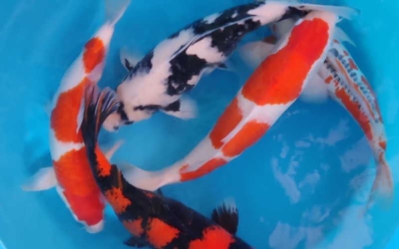 [Omosako] Shiro size 11-15cm (kiện 50pcs)