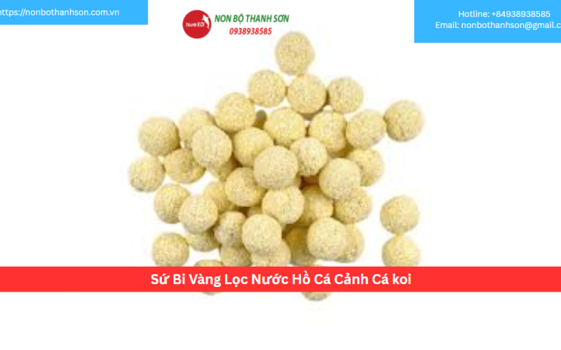 Sứ Bi Vàng Lọc Nước Hồ Cá Cảnh Cá koi