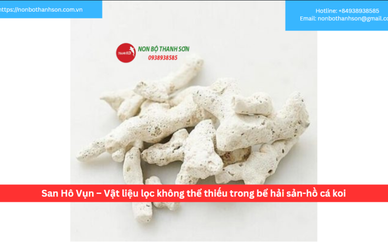 San Hô Vụn – Vật liệu lọc không thể thiếu trong bể hải sản-hồ cá koi