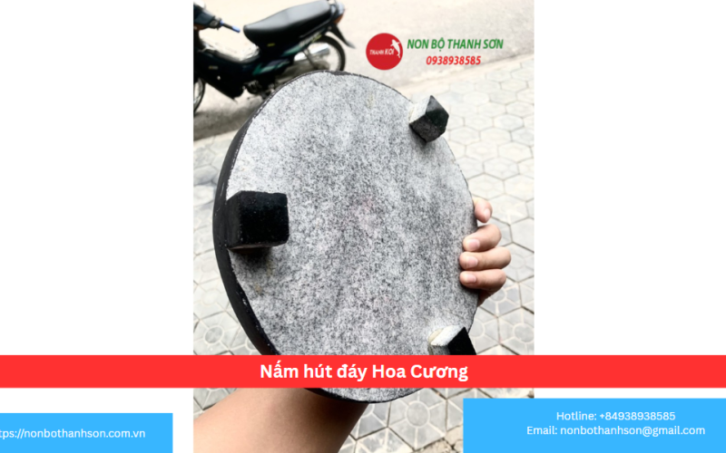 Nấm hút đáy Hoa Cương