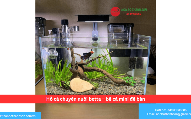 Hồ cá chuyên nuôi betta – bể cá mini để bàn