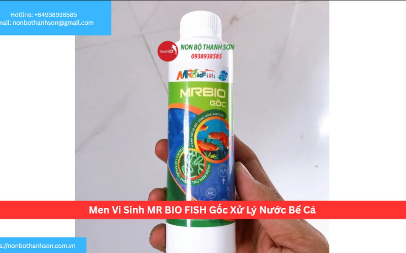 Men Vi Sinh MR BIO FISH Gốc Xử Lý Nước Bể Cá