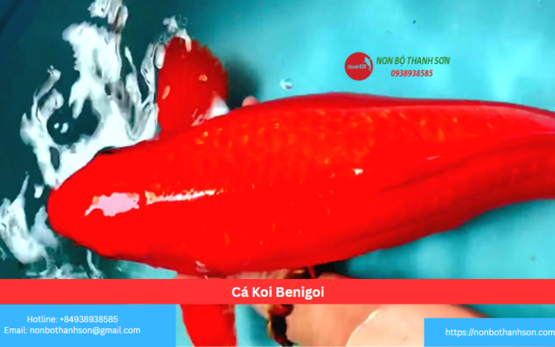 Cá Koi Benigoi