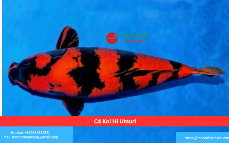 Cá Koi Hi Utsuri