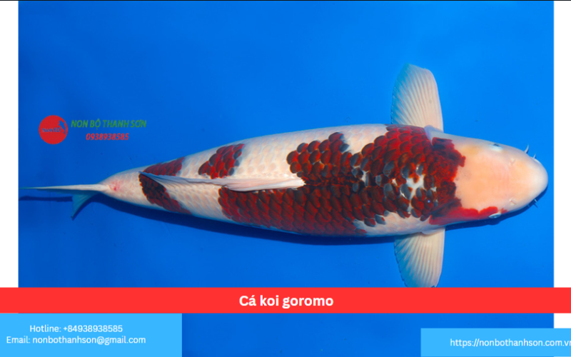 Cá koi goromo