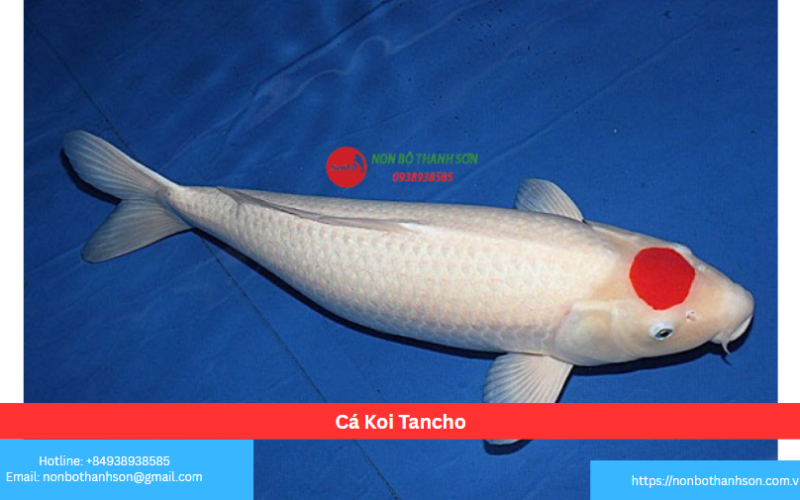Cá Koi Tancho