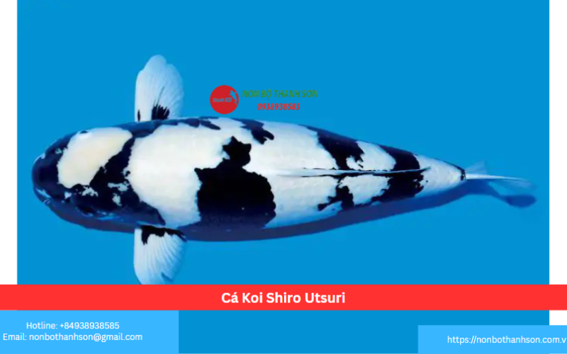 Cá Koi Shiro Utsuri