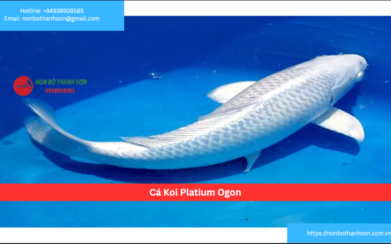 Cá Koi Platium Ogon