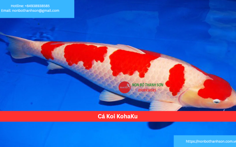 Cá Koi KohaKu