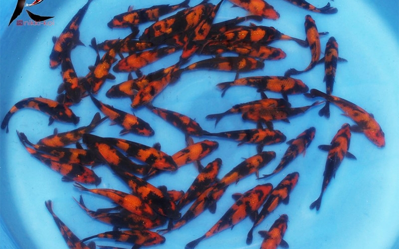 [Shinoda] Hi Utsuri size 12-14cm (kiện 40pcs)